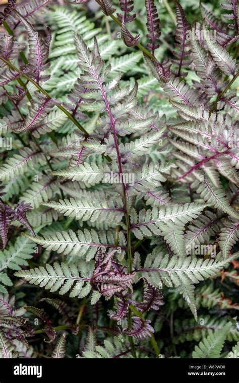 Japanese Painted Fern Athyrium Niponicum Red Beauty Stock Photo Alamy