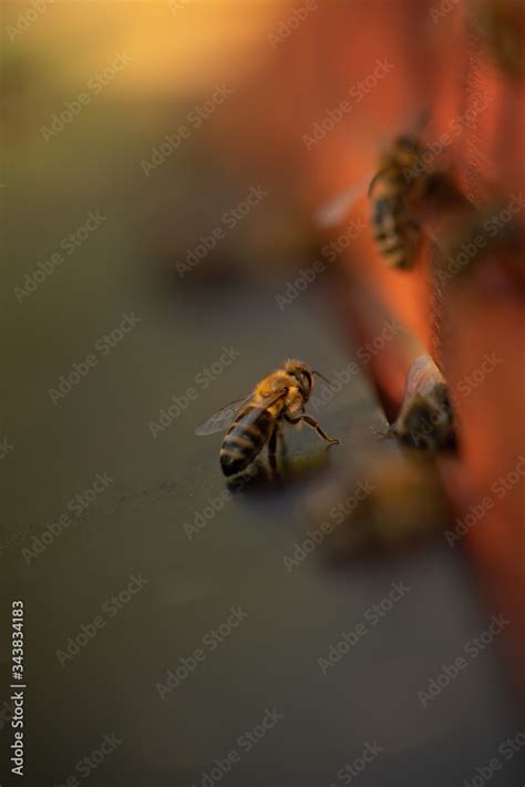 Bienen Auf Dem Flugbrett Einer Bienenbeute Mit Honigbienen In Einer