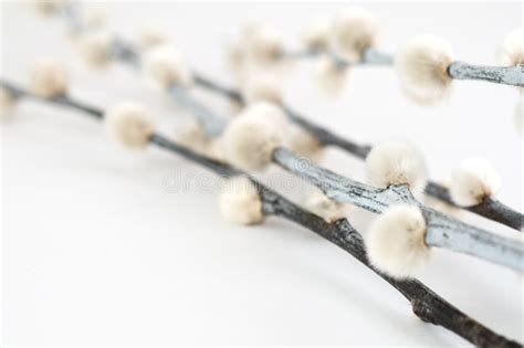 Salice Di Pussy Catkin In Grande Primo Piano Fotografia Stock Immagine Di Simbolo Amento
