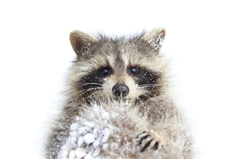 Raccoon Snow