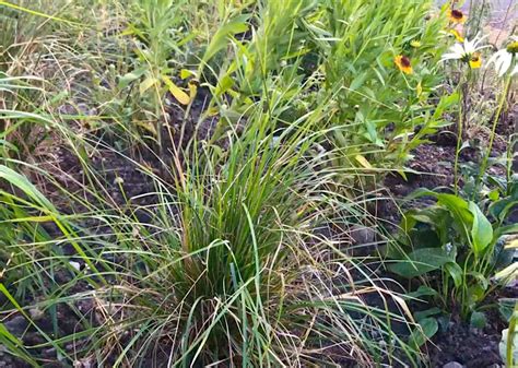 How To Prune Ornamental Grasses The Easy Way Garden Ninja Lee