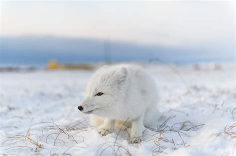 Raposa vermelha vulpes lagopus na tundra wilde raposa do ártico