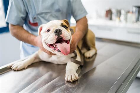 Skin Cancer In Dogs Types Signs Symptoms And Treatment Greensboro Vet