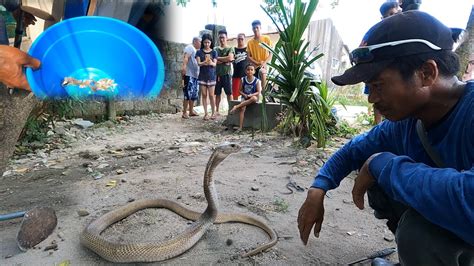 Cobra Pumasok Sa Bahay At Nag Hunos Sa Labahan Muntik Ng Makadisgrasya