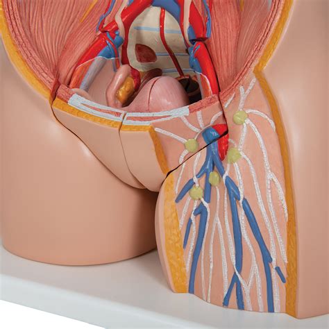 Deluxe Asian Dual Sex Human Torso Model Part B Smart Anatomy