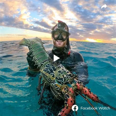 Underwater Explorer Uncovers Giant Crayfish Amidst The Pristine Depths