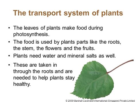 Transportation System In Plants