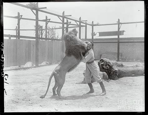 Animal Trainer Wrestling A Lion By Bettmann