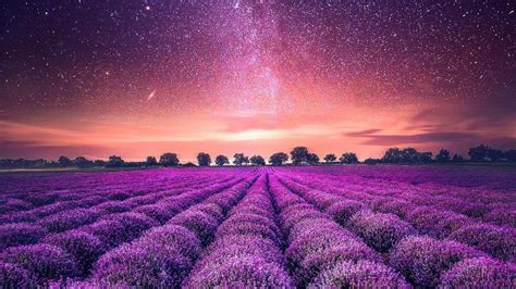 Lavender | Windows Themes