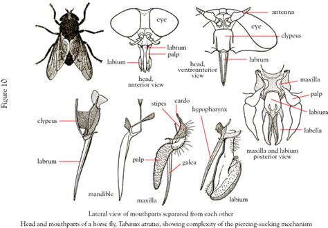 Drosophila Body Parts