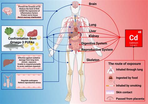 Frontiers The Function Of Omega 3 Polyunsaturated Fatty Acids In