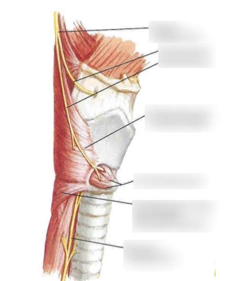 Innervation of the Larynx Diagram | Quizlet