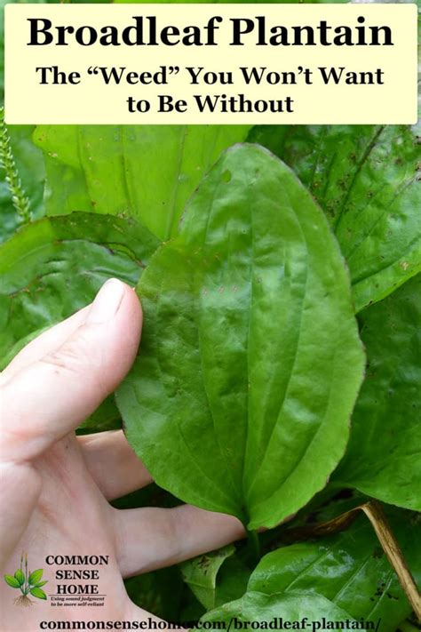 Broadleaf Plantain The “weed” You Wont Want To Be Without