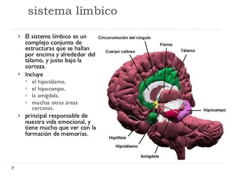 SISTEMA LÍMBICO Mapa Mental