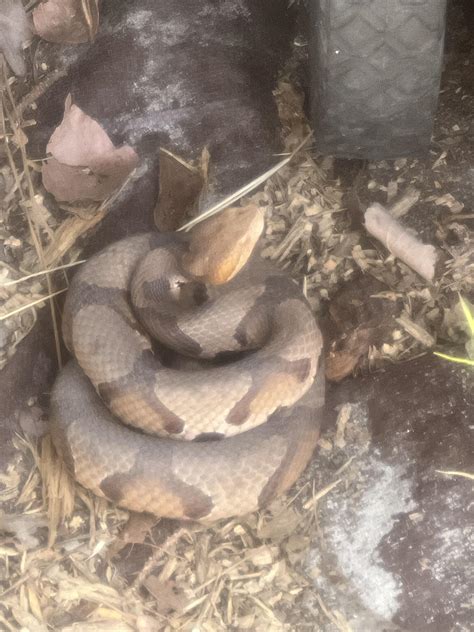 Copperhead? : r/whatsthissnake