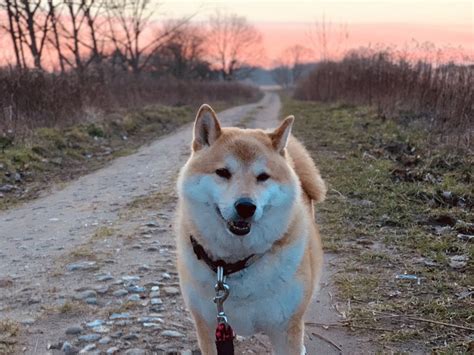 Neue Therapiansätze bei atopischer Dermatitis bei Shiba Inu Hunden