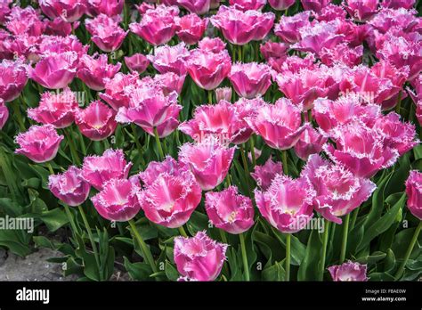 Tulip Fields in Lisse, near Keukenhof, The Netherlands Stock Photo - Alamy