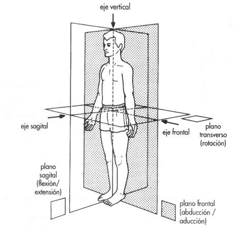 Posiciones Anatomicas