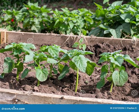 Springtime Earthing Up Organic Potato Plant Care In Rural Devon Stock