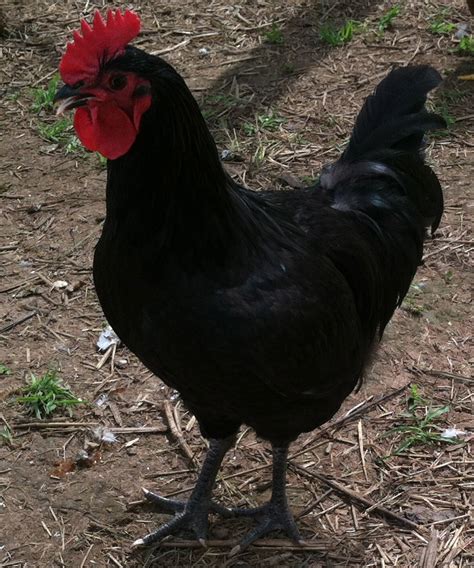 Black Australorp Cockerel Backyard Chickens Learn How To Raise Chickens