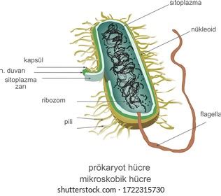 Prokaryotic Cell Structure Chart Vector Medical Stock Vector Royalty