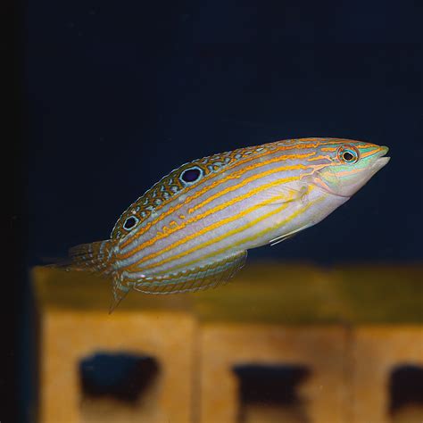 Adorned Wrasse Juv/Female | Fast Delivery Abyss Aquatics UK