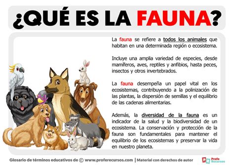 Qu Es La Fauna Definici N De Fauna