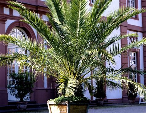 Canary Island Date Palm – Phoenix canariensis