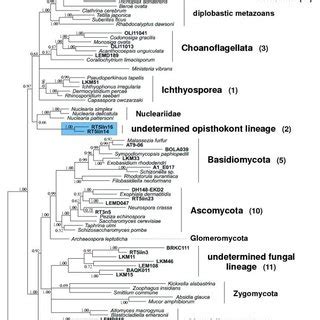 Bayesian Phylogeny Of Opisthokonts Based On The Analysis Of Complete