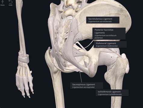 Hip Ligament Diagram Quizlet