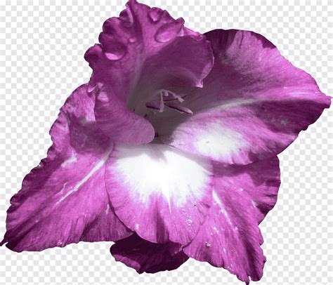 Flower Gladiolus Gladiolus Purple Herbaceous Plant Png PNGEgg