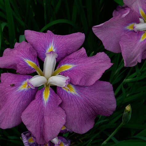 Japanese Iris Finegardening