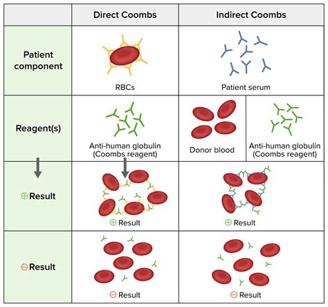 Anemia Hemolítica Autoinmune Concise Medical Knowledge