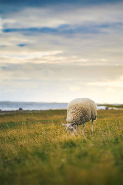 Rotation Grazing Sheep Pine Knoll Sheep Wool