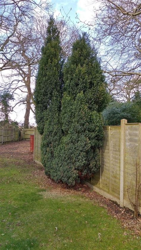 How to get rid of spotted laurel hedge? — BBC Gardeners' World Magazine