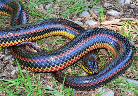 Rainbow Snake – Florida Snake ID Guide