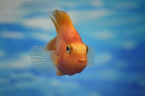 √ 110+ Kumpulan Gambar Ikan Berbagai Jenis yang Populer