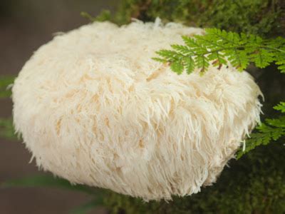 Lions Mane Mushroom Cc Liquid Culture Syringe