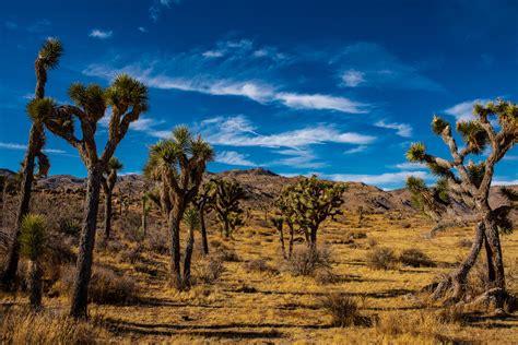 Joshua Tree National Park, California, USA [OC] [7360x4912] : r/EarthPorn