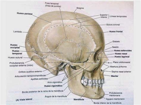 Morfofisiologia I AnatomÍa