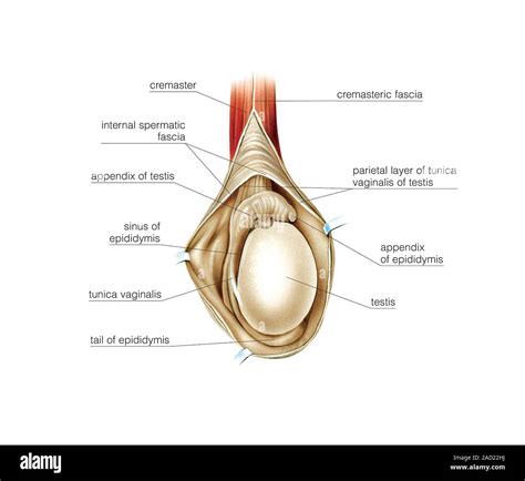 Ilustración Del Sistema Genital Masculino Los Testículos El Epidídimo