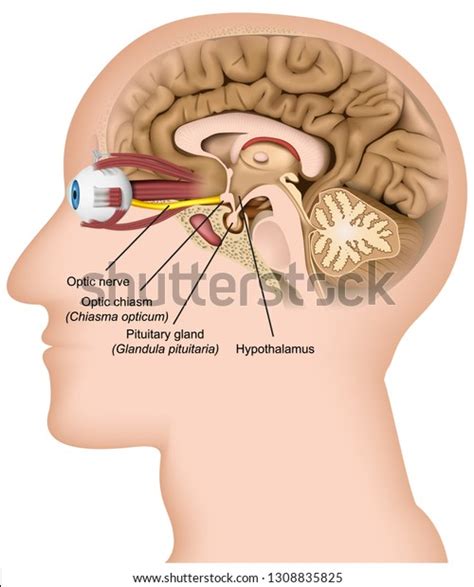 Optic Nerve Anatomy 3d Medical Vector Stock Vector (Royalty Free) 1308835825