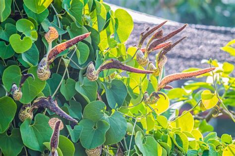 Cipó mil homens conheça o significado da planta