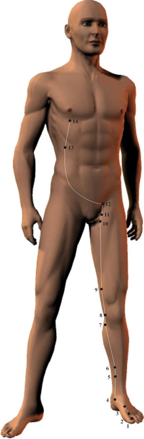 Oversigt Over Kroppens Meridianbaner PlasterKaster