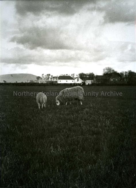 Printed Black And White Photograph Sheep In A Field With Houses