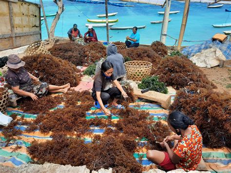 Usaha Rumput Laut Kering Sarah Hardacre