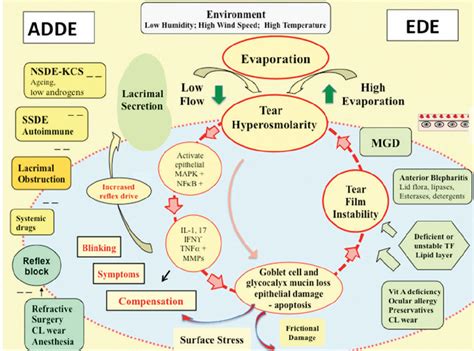 Taming Inflammation In Dry Eye Disease