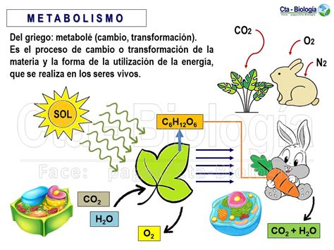 Biolog A Did Ctica Nsc Metabolismo Celular