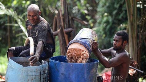 Menengok Tradisi Pengelolaan Hutan Sagu Papua Di Pinggiran Danau