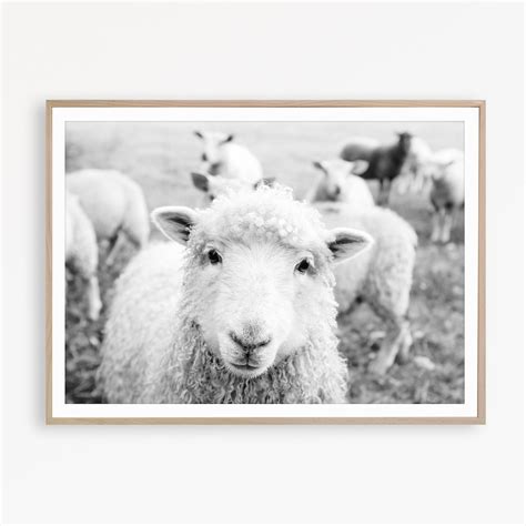 Sheep Wall Art Farmhouse Wall Art Country Print Black & White Farm Print Farmhouse Decor Sheep ...